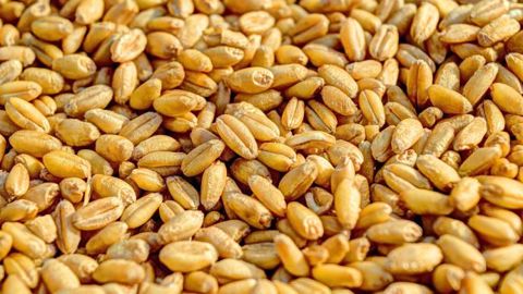 Les exportations de blé ont été revues à la hausse par FranceAgriMer.