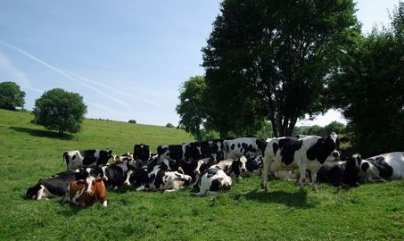 Une dose de 5 g d’Actisaf®, soit 50 milliards d’UFC par vache et par jour, améliore la thermorégulation. (©Phileo by Lesaffre) Une dose de 5 g d’Actisaf®, soit 50 milliards d’UFC par vache et par jour, améliore la thermorégulation. (©Phileo by Lesaffre)