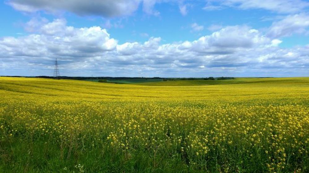 Lors du conseil spécialisé grandes cultures de FranceAgriMer, les interprofessions ont alerté sur leurs fragilités à l'issue de la crise.