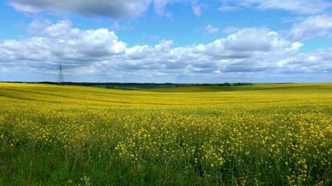 Lors du conseil spécialisé grandes cultures de FranceAgriMer, les interprofessions ont alerté sur leurs fragilités à l'issue de la crise.