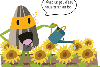 Irrigation du tournesol : faisons une croix sur les idées reçues !
